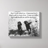 Amis - Black Lab