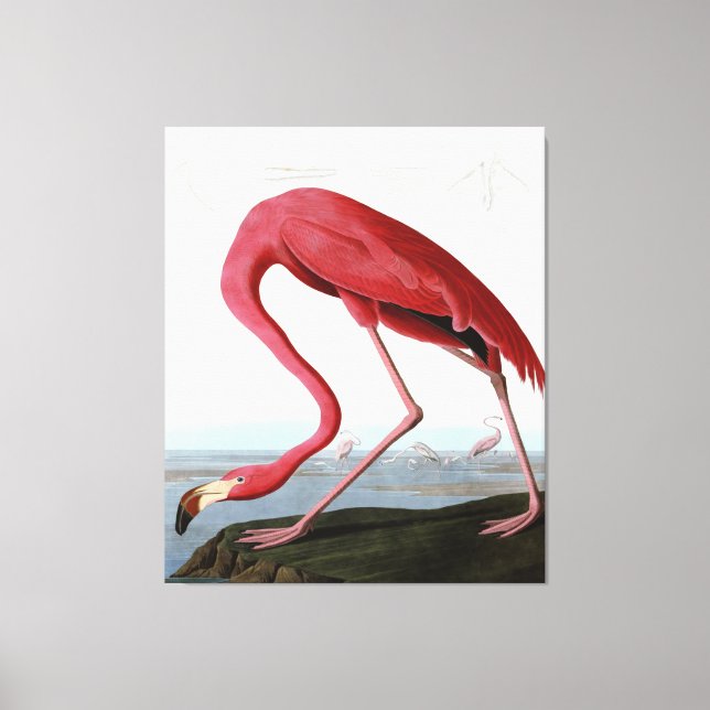 Toile Amoureux-cadeau Flamant rose rose américain| Flama (Recto)
