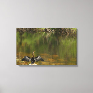 Toile Anahinga dans les Everglades