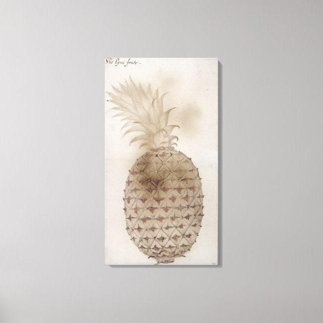 Toile Ananas, (Recto)