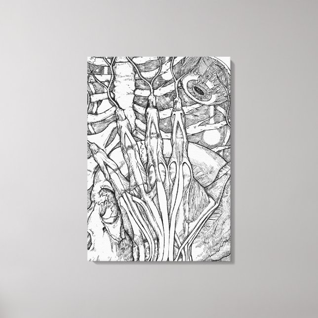 Toile Anatomie (Recto)