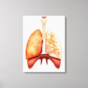 Toile Anatomie d'appareil respiratoire humain, vue de