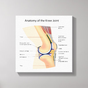 Toile Anatomie d'articulation de genou humaine