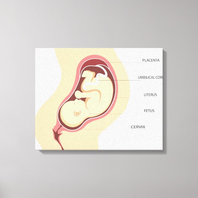 Toile Anatomie de grossesse (Recto)