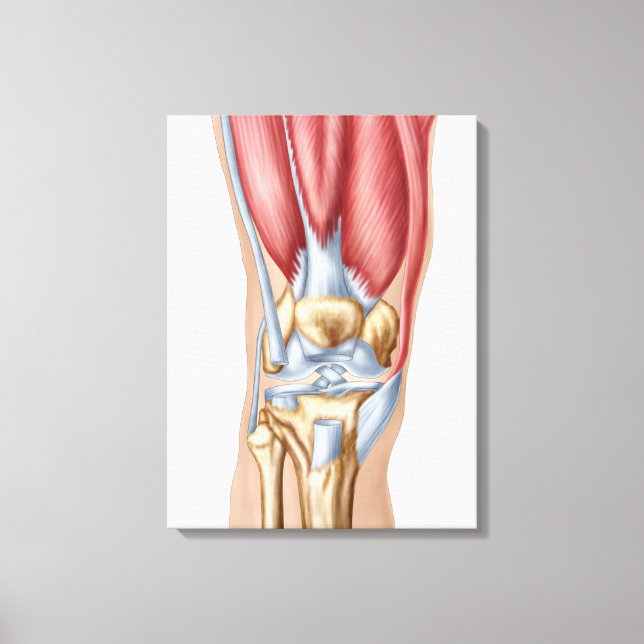Toile Anatomie De La Joint Du Genou Humain (Recto)