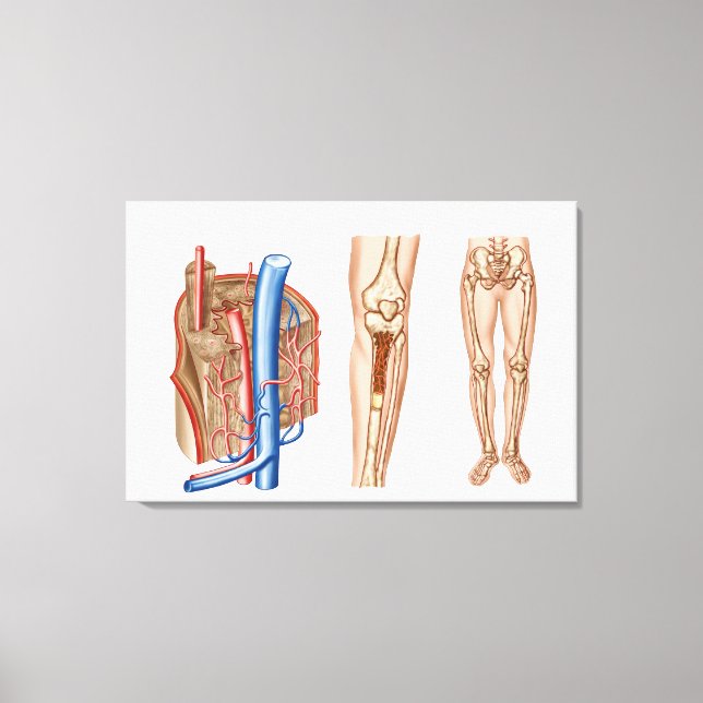 Toile Anatomie De La Moelle Osseuse Humaine (Recto)