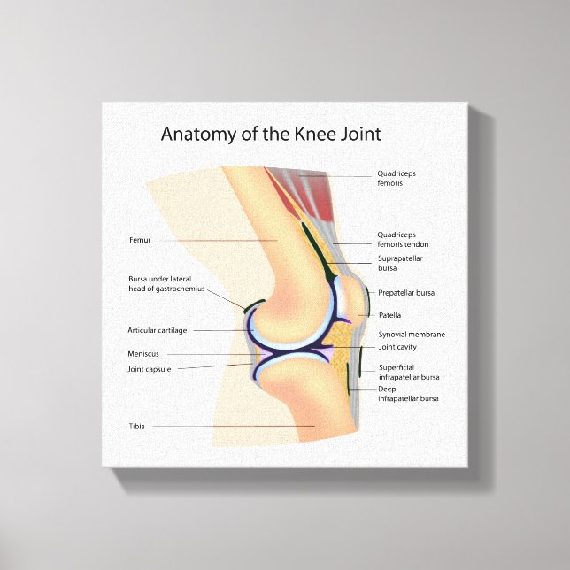 Toile Anatomie de l'articulation du genou humain (Recto)