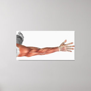 Toile Anatomie de muscle du bras humain, vue postérieur