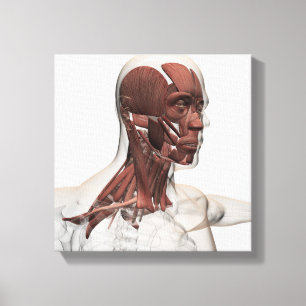 Toile Anatomie Des Muscles Du Visage Et Du Cou, Avant