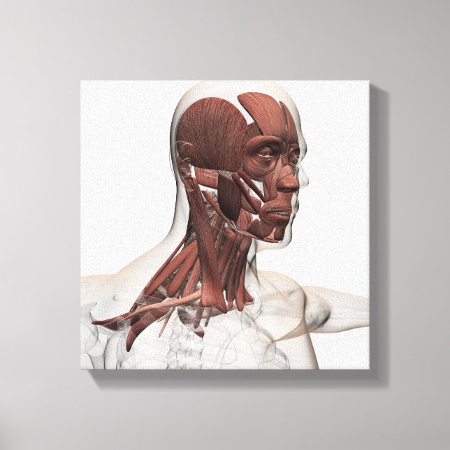 Toile Anatomie Des Muscles Du Visage Et Du Cou, Avant (Recto)