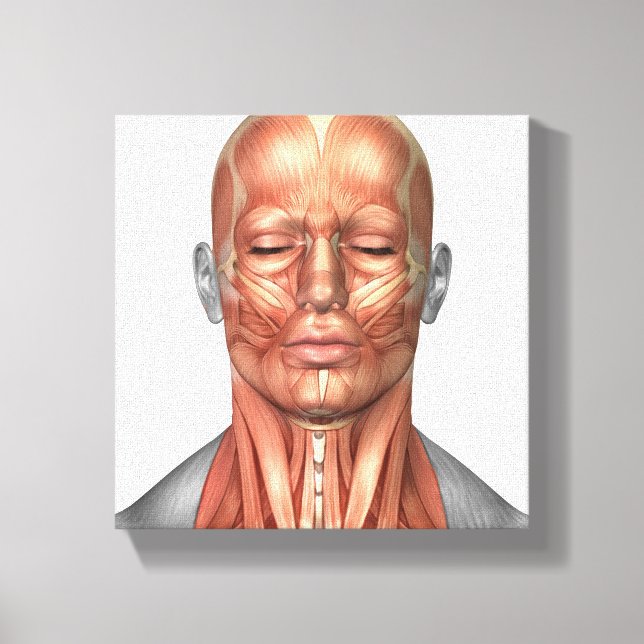 Toile Anatomie Des Muscles Du Visage Et Du Cou Humains,  (Recto)