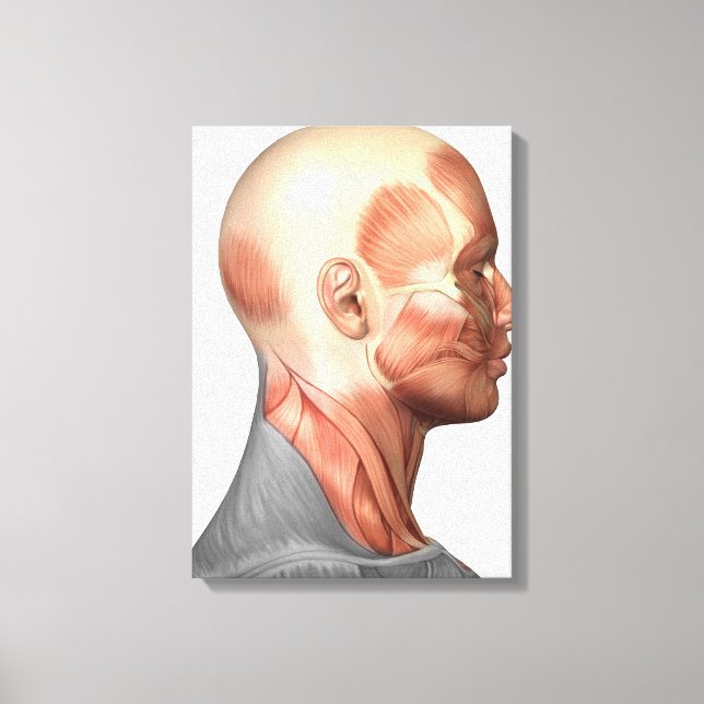 Toile Anatomie Des Muscles Du Visage Humain, Vue De Côté (Recto)