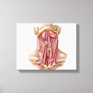 Toile Anatomie des muscles humains d'os hyoïde et de co
