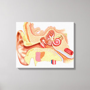 Toile Anatomie Des Oreilles Humaines