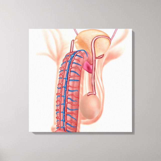 Toile Anatomie Des Organes De Reproduction Masculins (Recto)