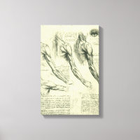Anatomie du bras et de l'épaule de Léonard de Vinc