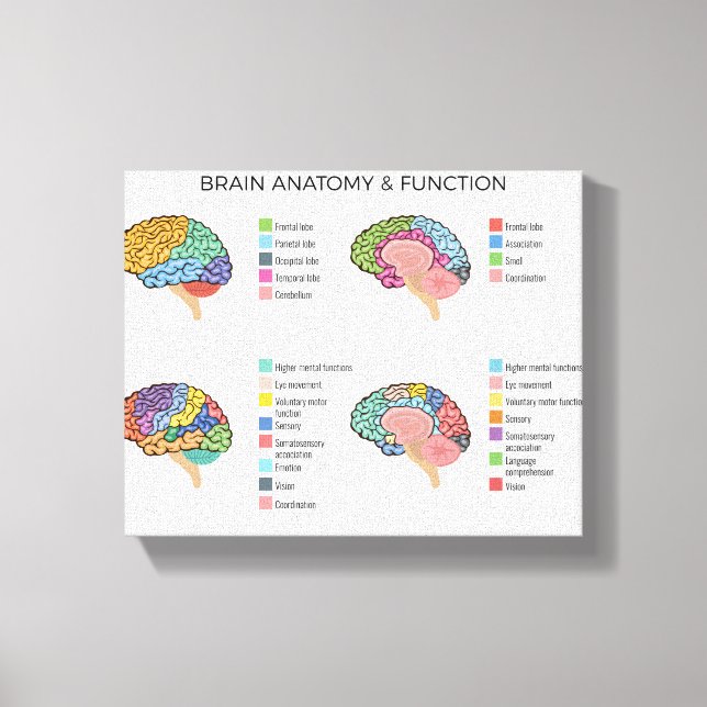 Toile Anatomie du cerveau (Recto)