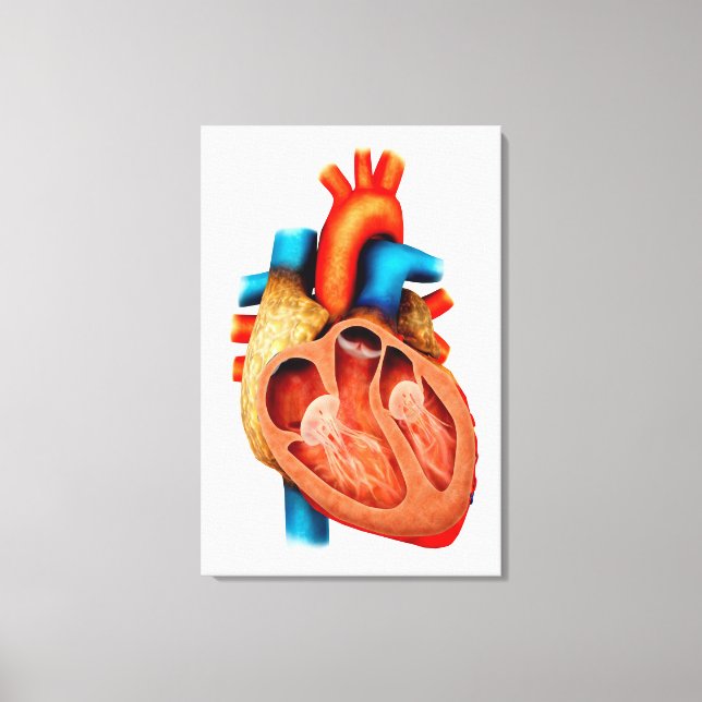 Toile Anatomie Du Coeur Humain, Section Transversale (Recto)