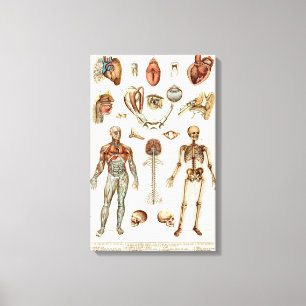 Toile Anatomie du corps humain