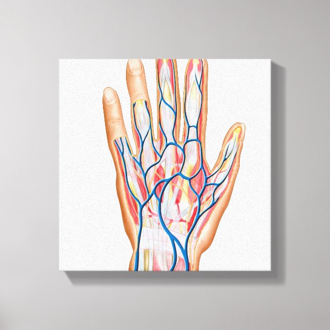 Toile Anatomie Du Dos De La Main Humaine (Recto)