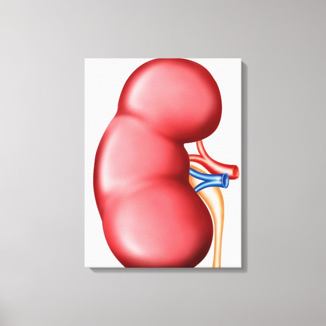 Toile Anatomie Du Rein Humain (Recto)