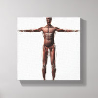 Anatomie Du Système Musculaire Masculin, Vue Avant