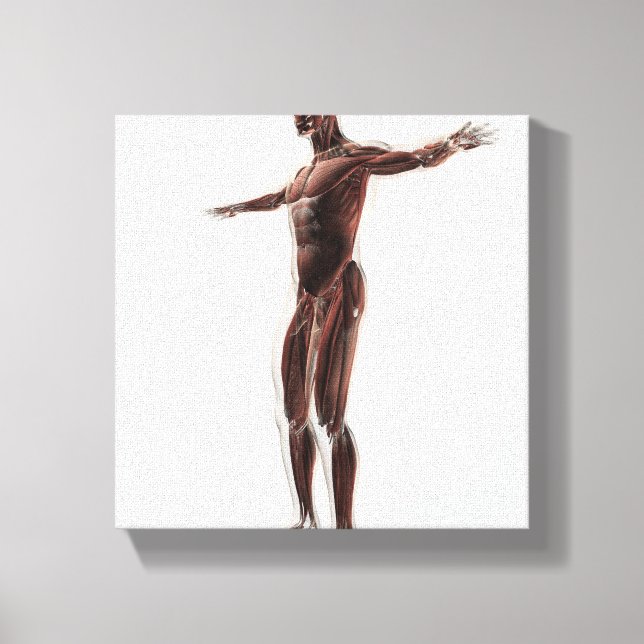 Toile Anatomie Du Système Musculaire Masculin, Vue Côtiè (Recto)