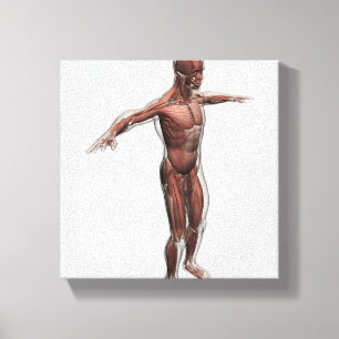 Toile Anatomie Du Système Musculaire Masculin, Vue latér