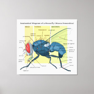 Toile Anatomie d'une mouche domestique de diagramme de