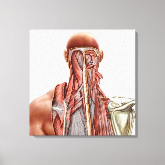 Toile Anatomie Humaine Montrant Des Muscles Profonds Dan (Recto)