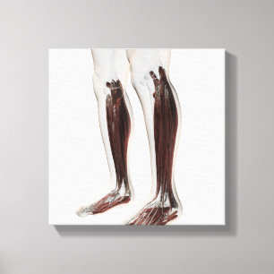 Toile Anatomie masculine de muscle des jambes humaines,
