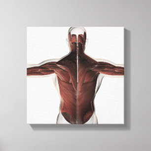 Toile Anatomie masculine de muscle du dos 2 d'humain