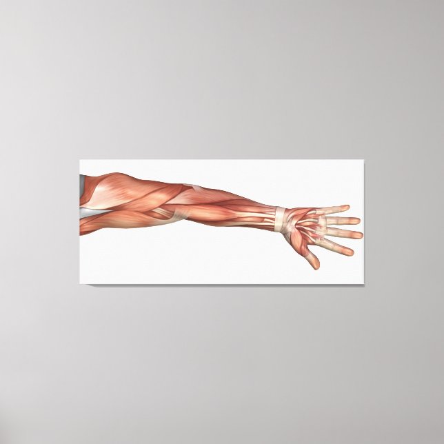 Toile Anatomie Musculaire Du Bras Humain, Vue Antérieure (Recto)