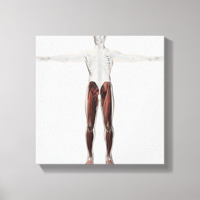 Toile Anatomie Musculaire Homme Des Jambes Humaines, Ant (Recto)