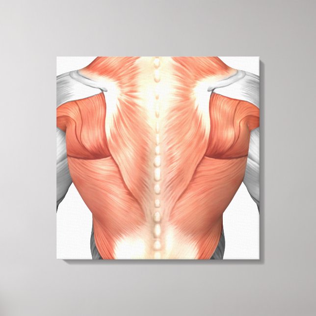 Toile Anatomie Musculaire Masculine Du Dos Humain 1 (Recto)