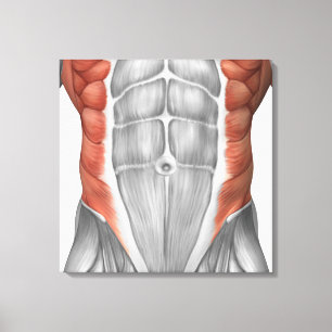 Toile Anatomie Musculaire Masculine Du Mur Abdominal