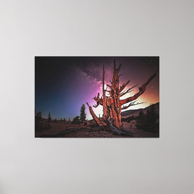 Toile Ancien pin de Bristlecone et Voie Lactée (Recto)