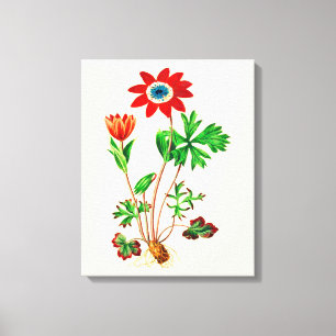 Toile Anémon étoile vintage