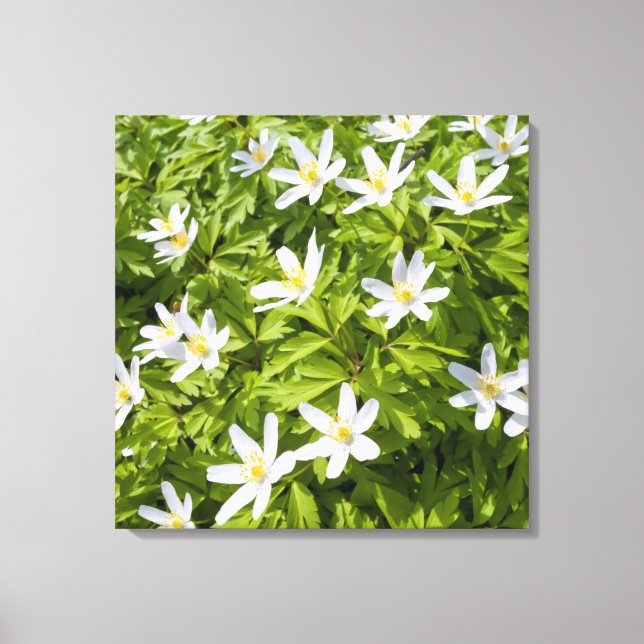 Toile Anémone des bois (Recto)