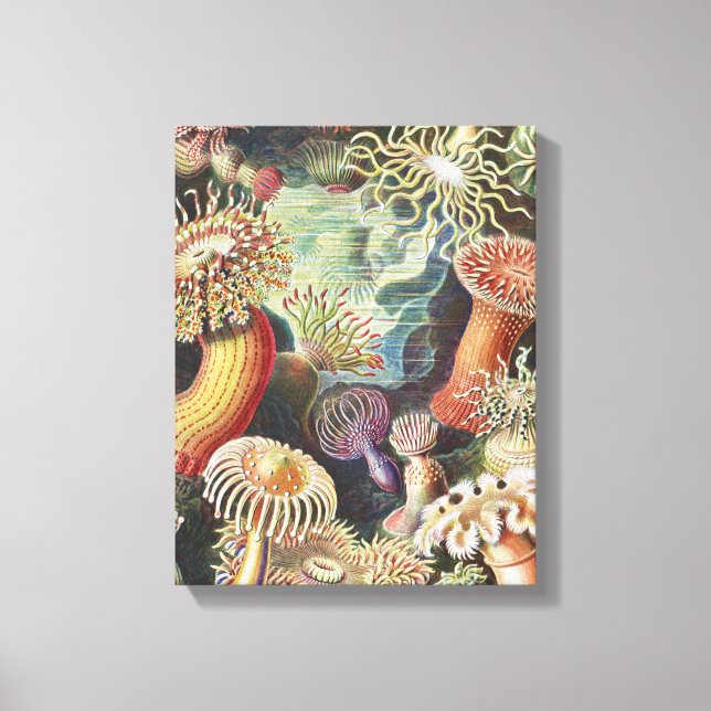 Toile Anémones de mer, Actiniae Seeanemonen Ernst Haecke (Recto)