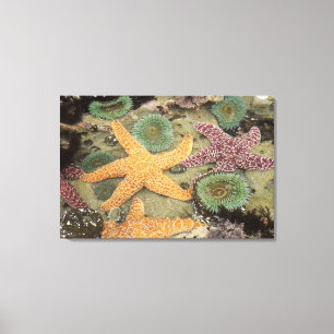 Toile Anémones géantes vertes et étoiles de mer ocres