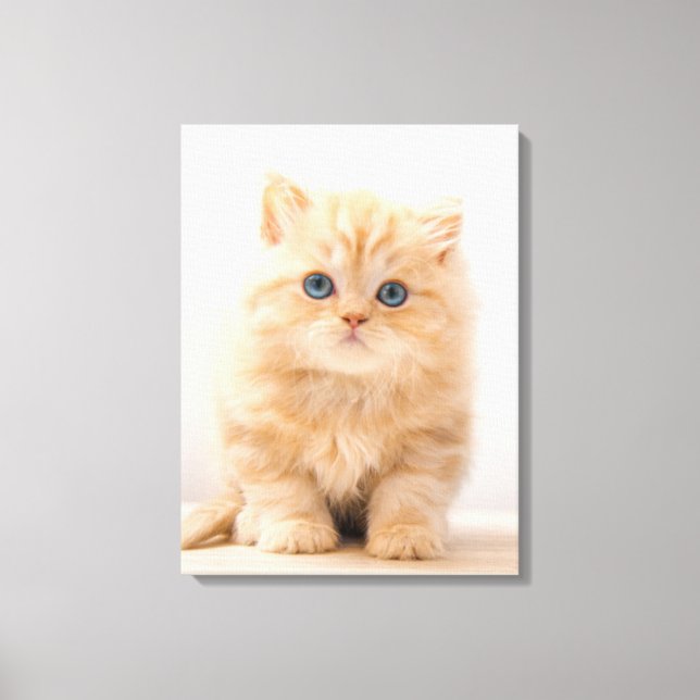 Toile Animaux de bébés cutest | A British Longhair Kitte (Recto)