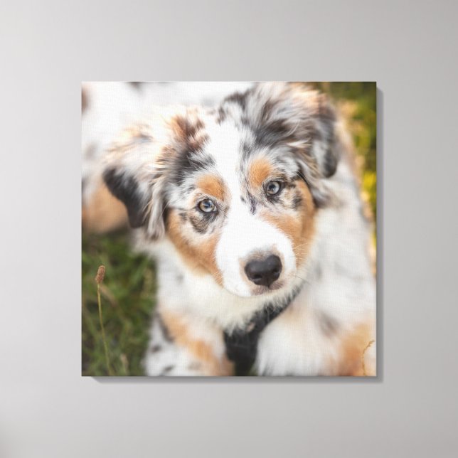 Toile Animaux de bébés cutest | Australian Shepherd Pupp (Recto)