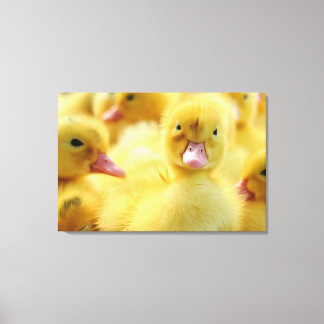 Toile Animaux de bébés cutest | Baby Duck Group (Recto)