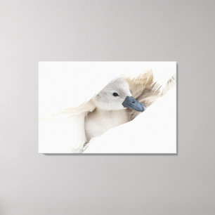 Toile Animaux de bébés cutest   Bébé Mute Swan
