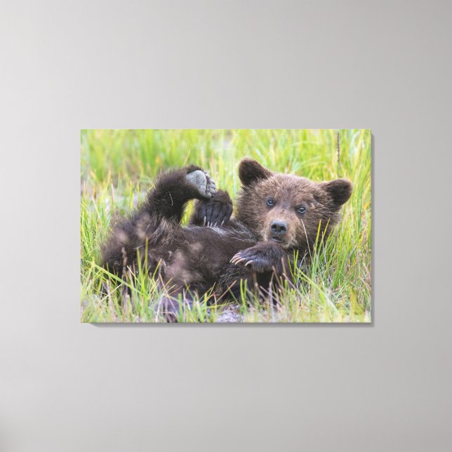 Toile Animaux de bébés cutest | Bébé Ours Brown (Recto)