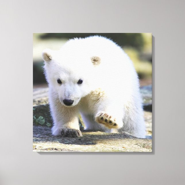 Toile Animaux de bébés cutest | Bébé Ours polaire (Recto)