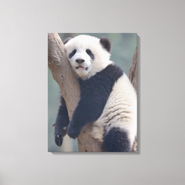 Toile Animaux de bébés cutest | Bébé Panda Ours Dormir (Recto)