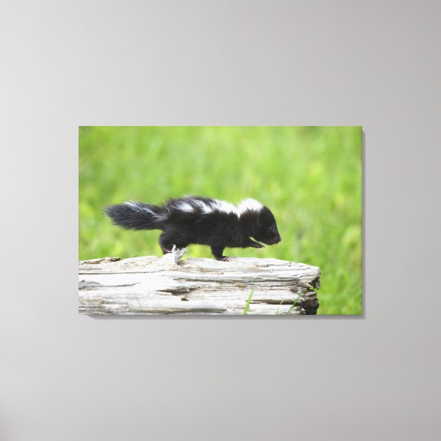 Toile Animaux de bébés cutest | Bébé Skunk (Recto)