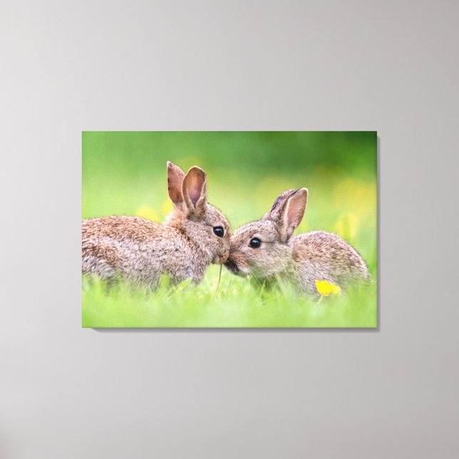 Toile Animaux de bébés cutest | Bunny Kiss (Recto)